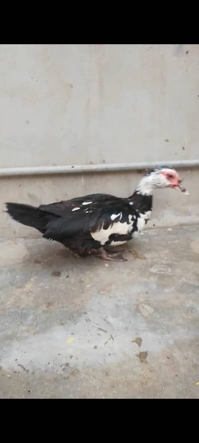 MUSCOVY DUCKS