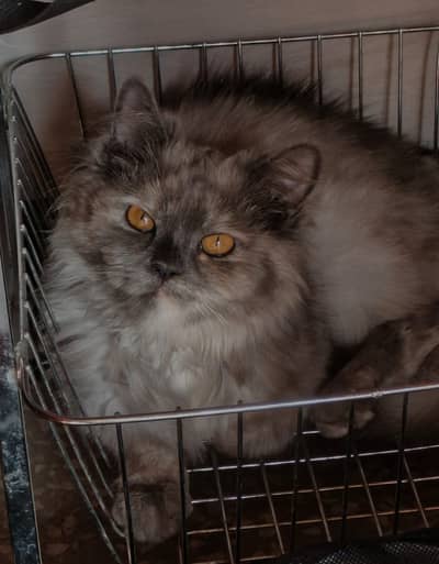 10 months old female cat vaccinated