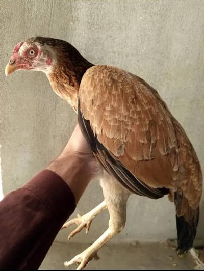 Aseel Hen & Desi Rooster for Sale