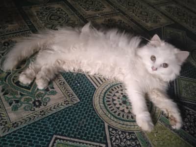 kittens for sale