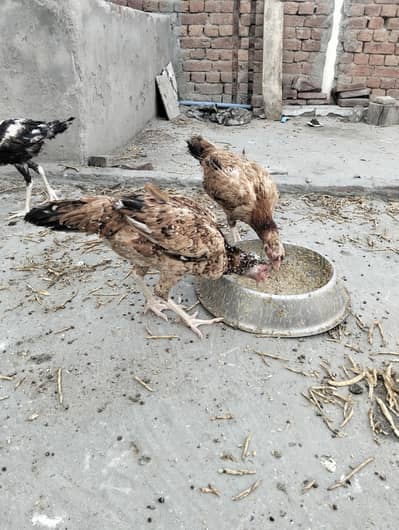 1male5female for sale 03099115068