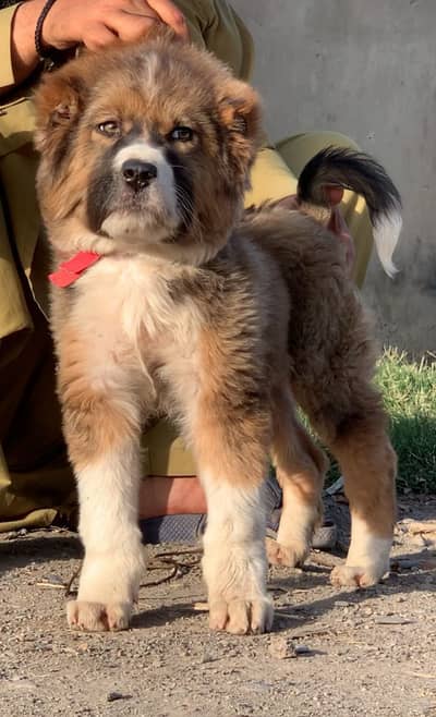 bakharwal dog | bakharwal | bakharwal male puppy |security dog