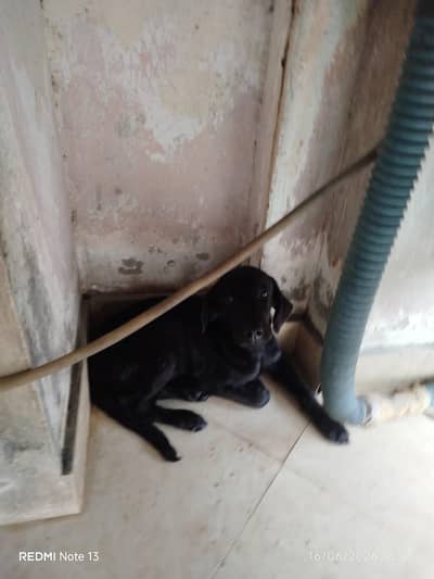 wants to sell puppy.