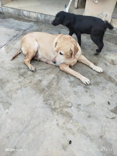 wants to sell puppy.