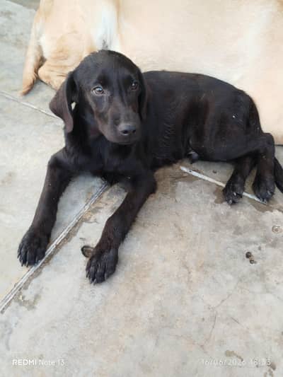 wants to sell puppy.
