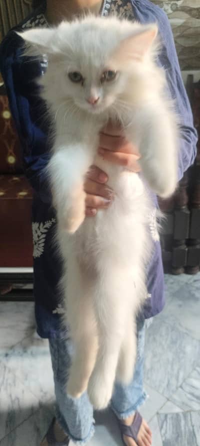 percian cat 3 layer white color one month age