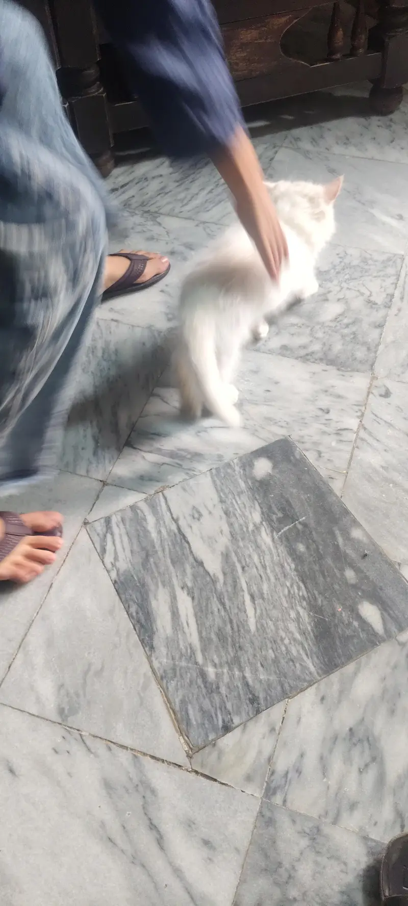 percian cat 3 layer white color one month age — photo 2