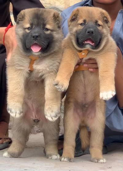 Turkish kangal | kurdish kangal | kangal dog | kangal puppy |kangal