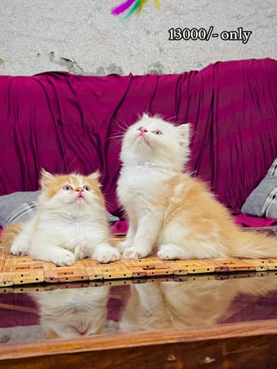 persian cat for sale MywatsapppNumber0341-15-94-140
