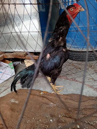 asee lasani patha for sale
