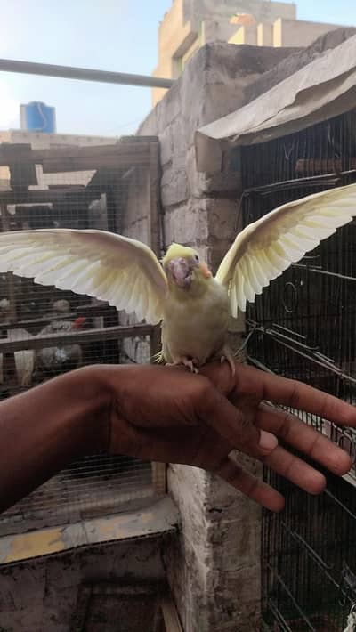 Common white handtame parrot