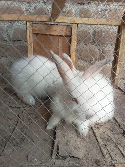 English Angora Rabbit