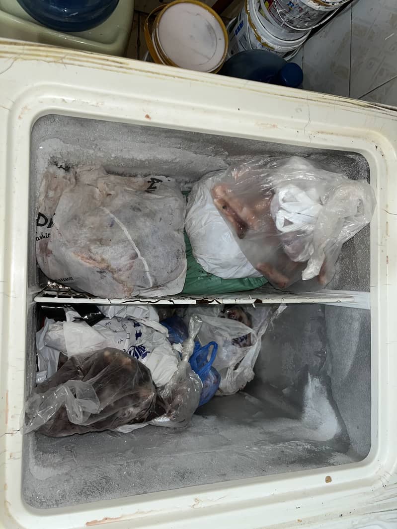 Waves freezer 6