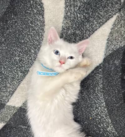 Persian pure white kitten for Sale 3 months