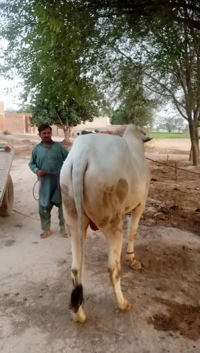 dajli bil dorne Wala lamba or kdawar dant choga