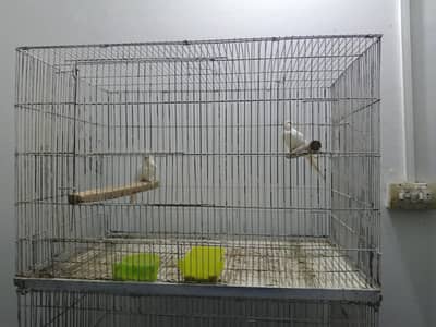 Red eyes cocktail breeder with cage