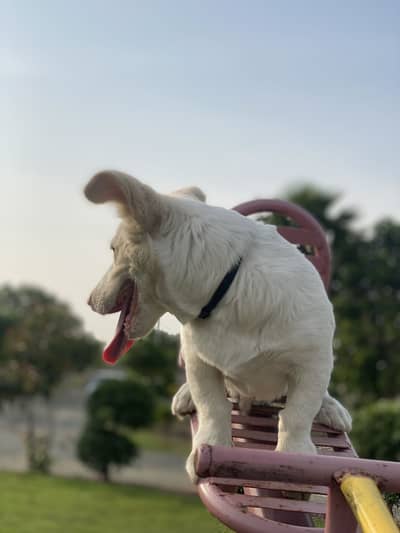 Russian breed 6 month old
