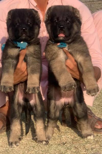 King alabai | alabai puppies pair | alabai dog for sale | Alabai