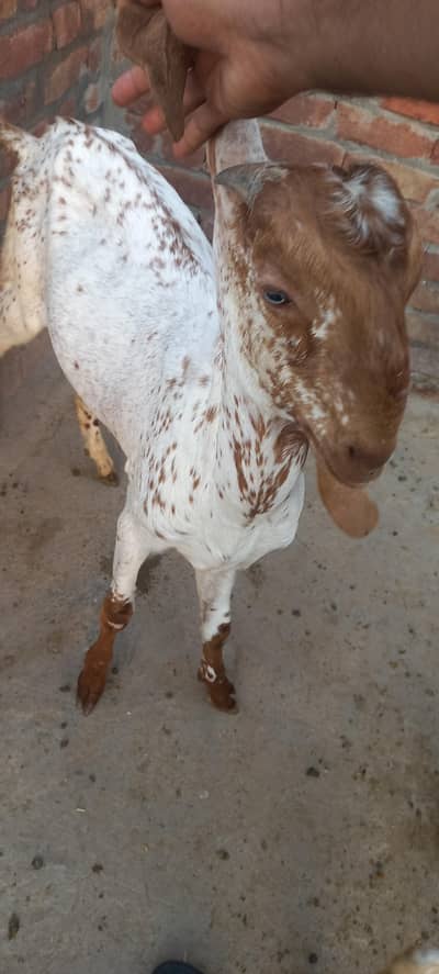 Makhi chenay bakry for sale