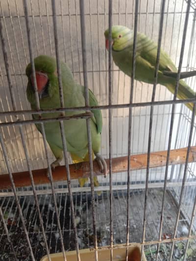 Parrots pair for selling