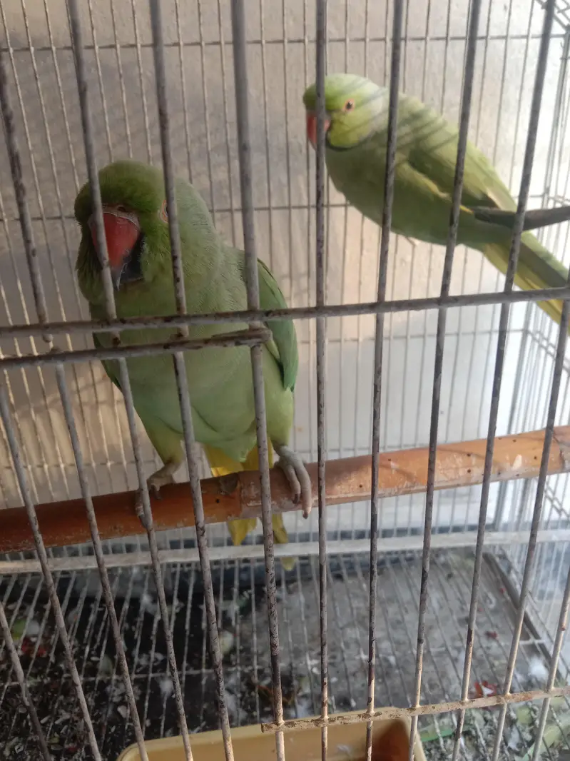 Parrots pair for selling