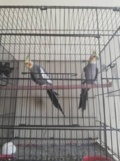 Cocktail 2 breeder males for sale
