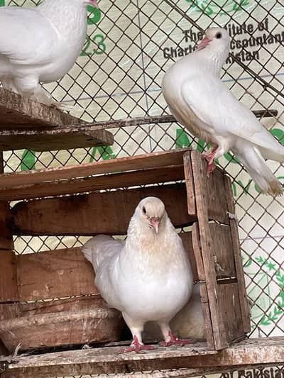 pair of peigons (male female both)