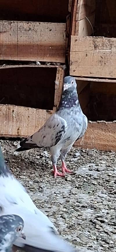 pigeon