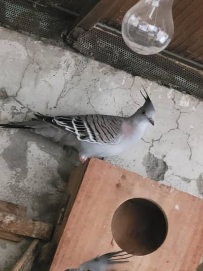 crusted dove female