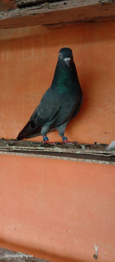 Nella male breedar