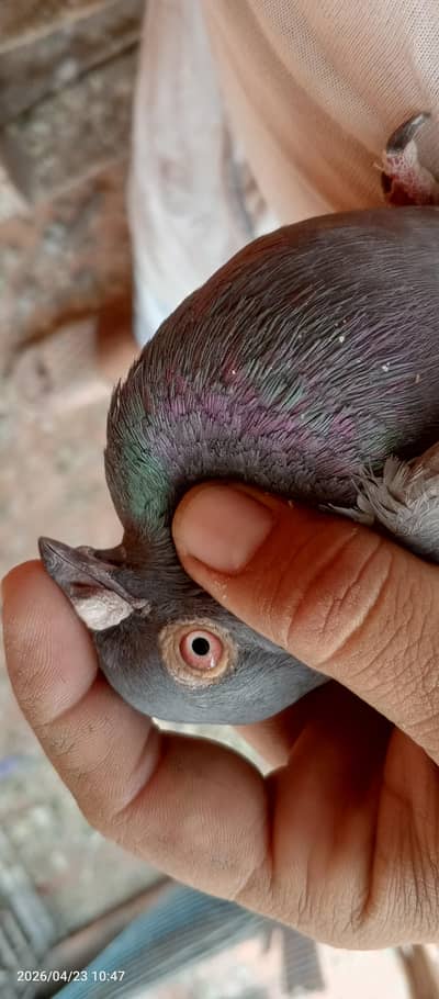 Nella male breedar