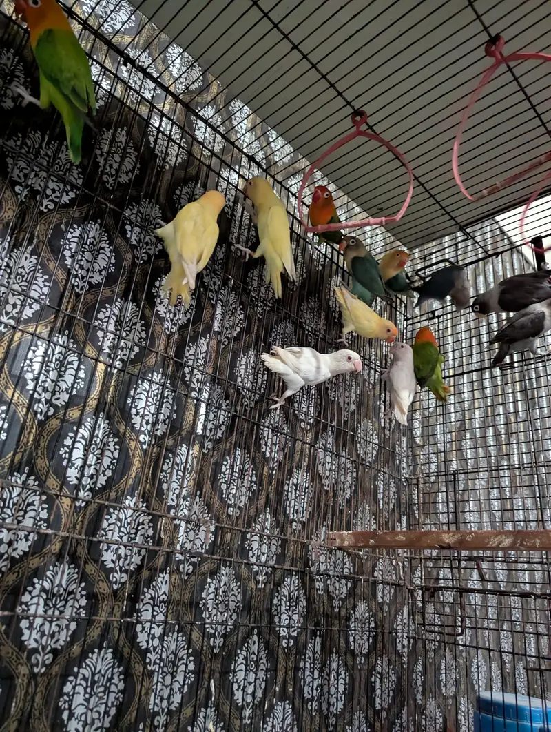 Lovebirds