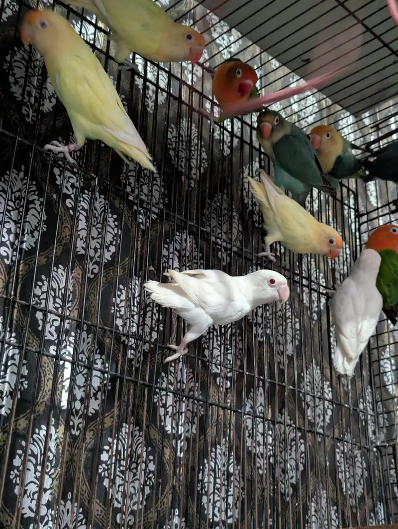 Lovebirds — photo 2