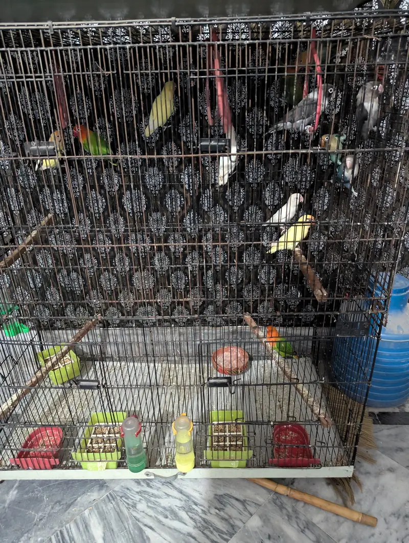 Lovebirds — photo 3