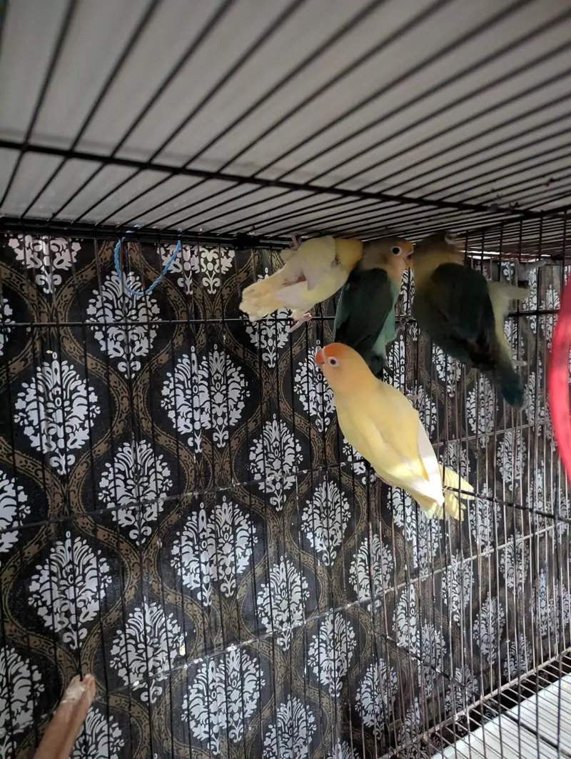 Lovebirds — photo 4