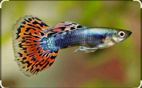 guppy fish breeder pairs available