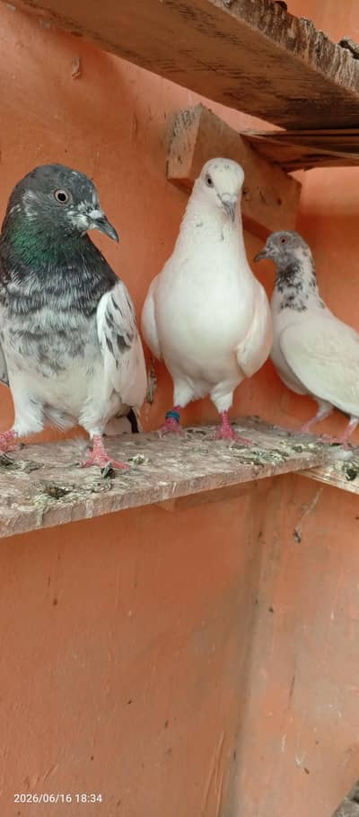 high flayer pigeons 3