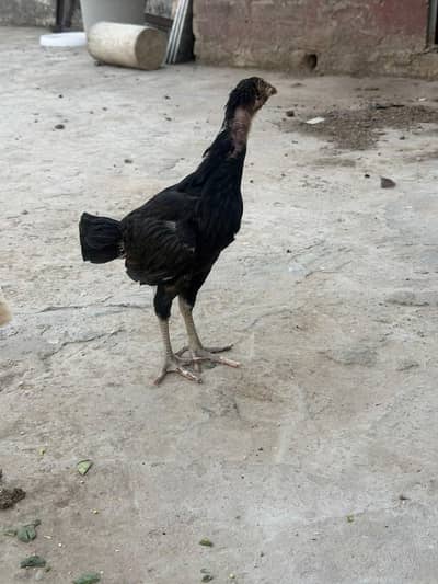 aseel chicks