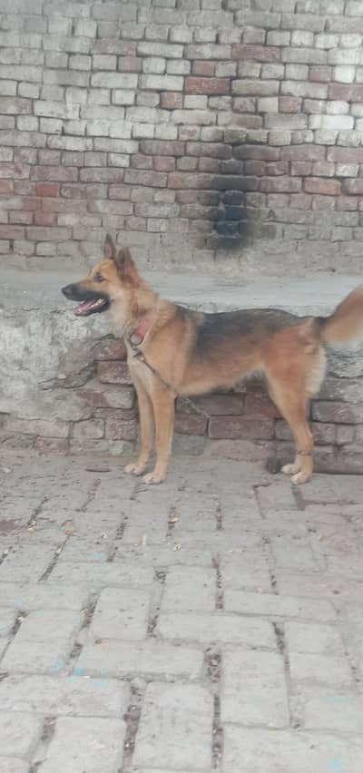 German Shepherd mix dog for sall