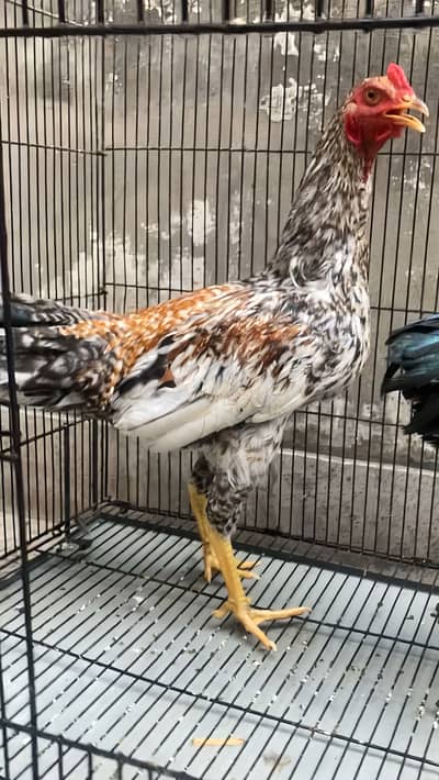 Pure Aseel A+ Blood Line Male