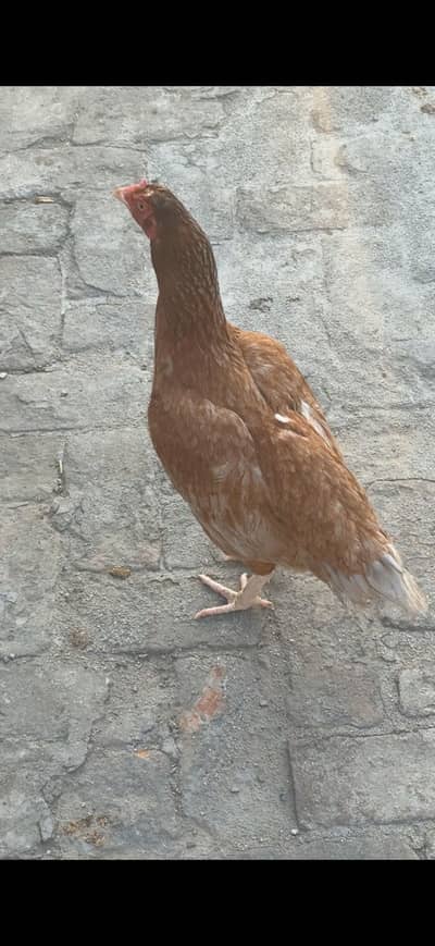 Aseel 2 males 3 females for sale 1 female karook
