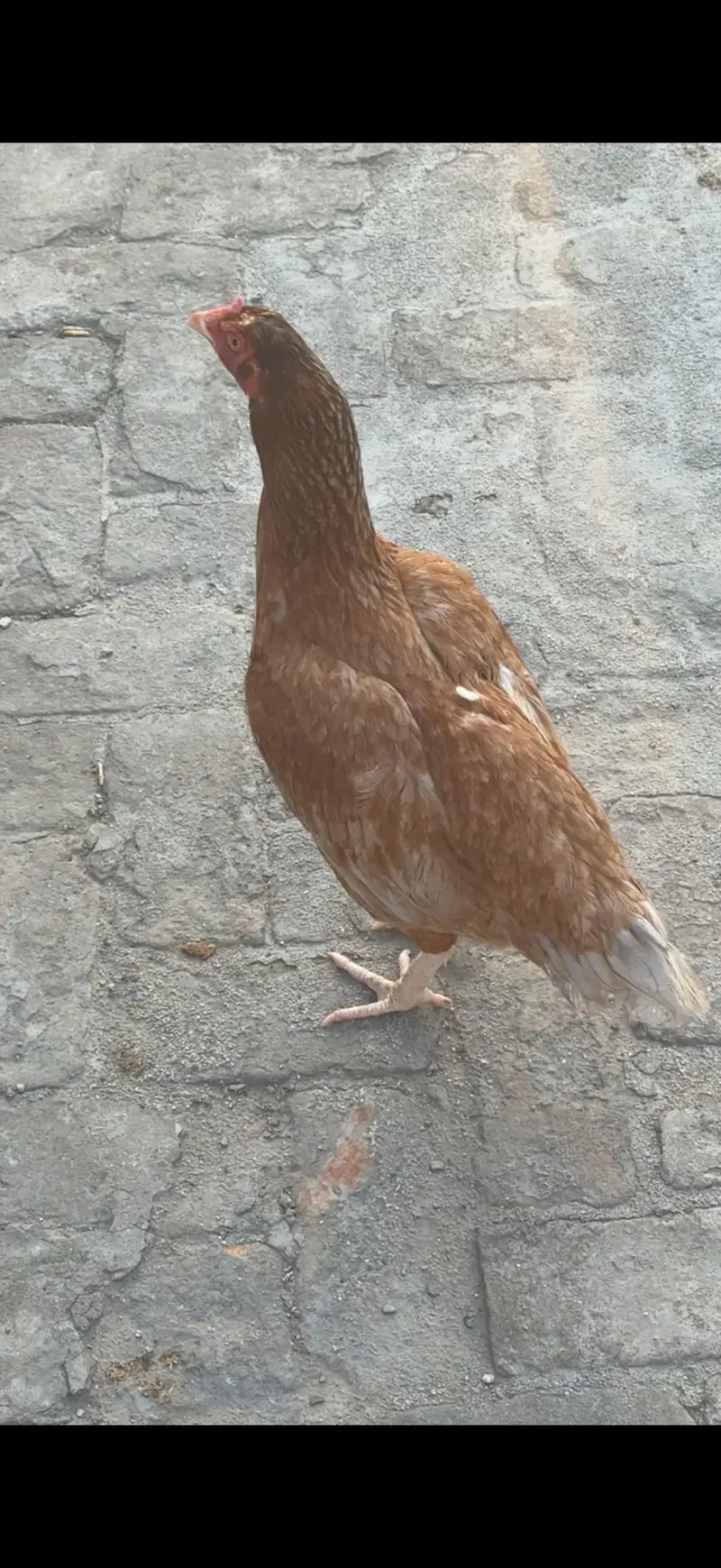 Aseel 2 males 3 females for sale 1 female karook — photo 3