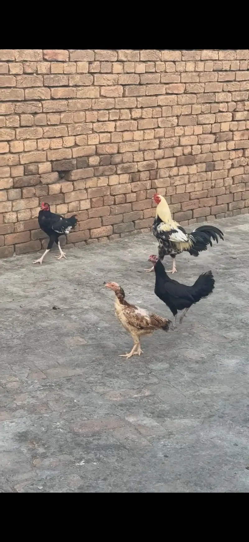 Aseel 2 males 3 females for sale 1 female karook — photo 2