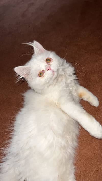Persion Pure Piggy Face Male Cat