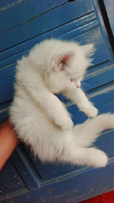 percian cate