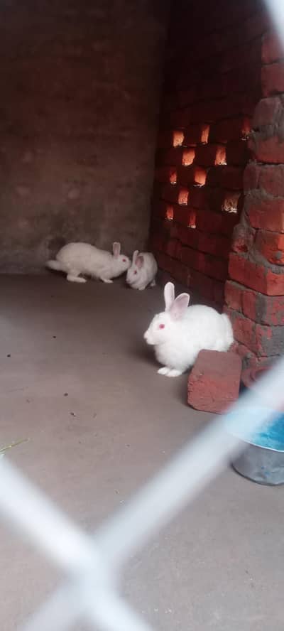 English engora cross breed