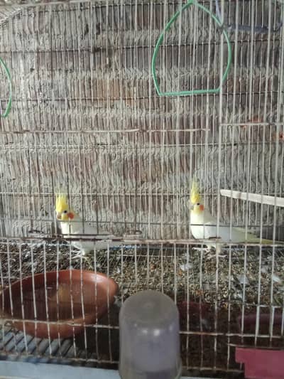 common white breader pair