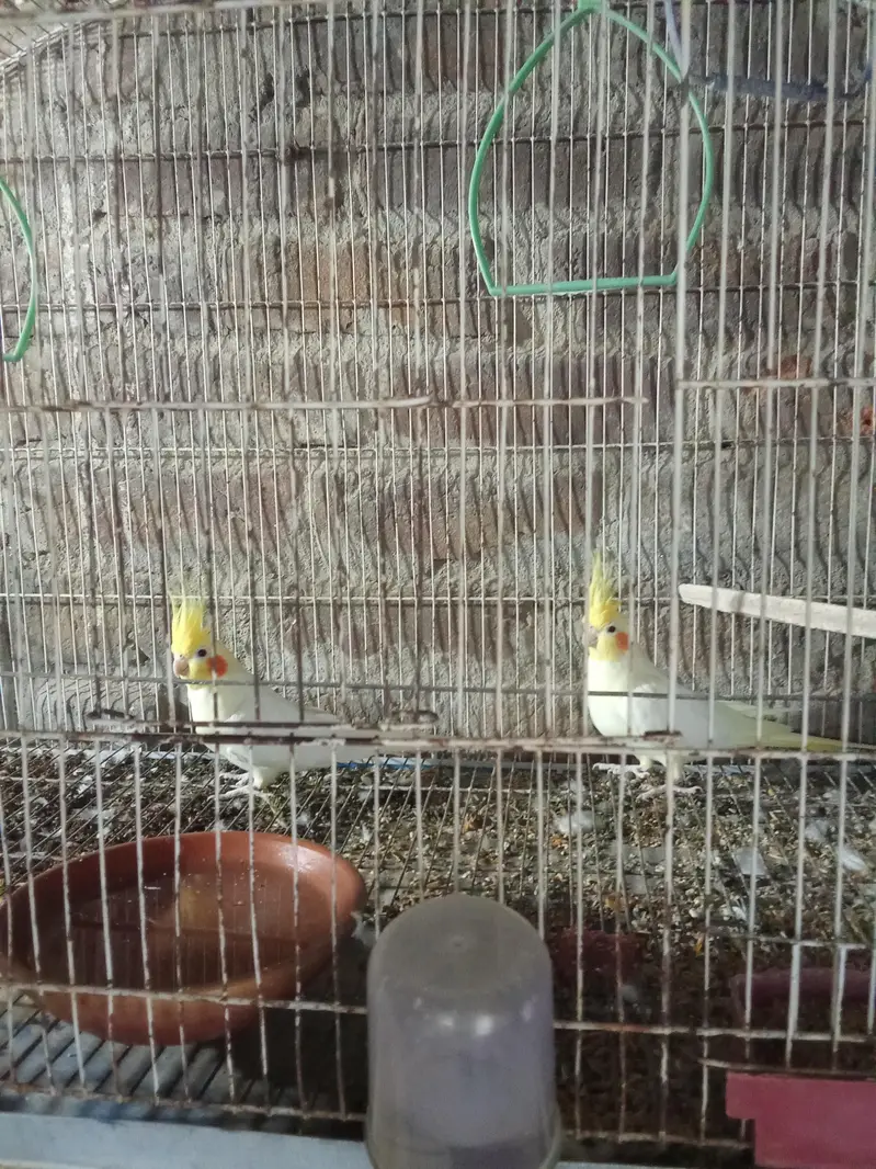 common white breader pair beautiful Eno pair — photo 2