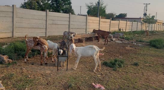 12 goats 1 breeder 2 kids for sale