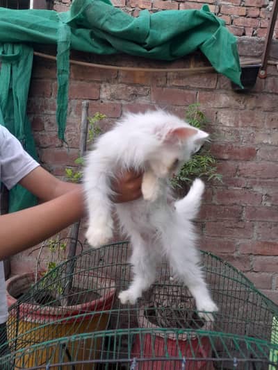 3 Persian kitten